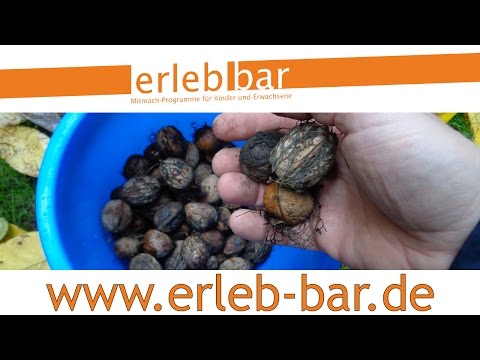 Kleines ABC der Erntehilfen – Walnüsse sammeln, trocknen und lagern