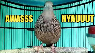 Download lagu Perkutut Cemani Dan Crossing Bakal Langsung Nyaut Dipancing Pakai Suara Ini mp3