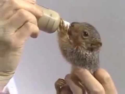 Bob Ross feeds Peapod the squirrel
