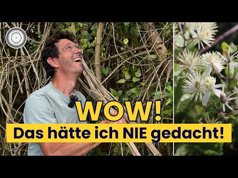 This native plant really surprised me! - Clematis vitalba, Tarzan liana