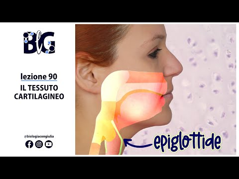 Il TESSUTO CARTILAGINEO - un tessuto connettivo di sostegno