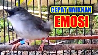 Download lagu AWAS LANGSUNG EMOSI pancingan ciblek agar emosi dan cepat gacor|| pancingan ciblek mp3
