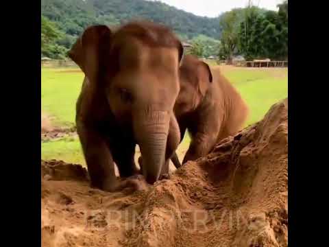 Most Funny and Cute Baby Elephant Videos Compilation