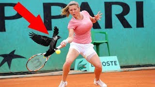 sport animale in teren