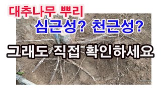 대추나무 뿌리 심근성? 천근성? 그래도 직접 확인하세요 (심근성 과수, 천근성 과수, 대추나무 뿌리는 어떻게…