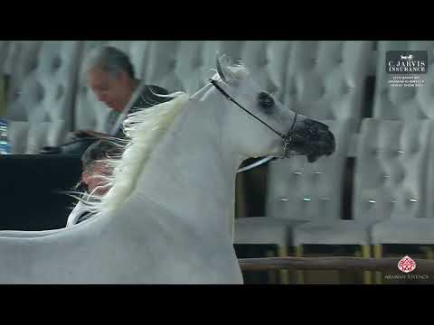 N 141 ASEEL AL JASSASIYA   12th Qatar International Arabian Peninsula Horse Show 2023   Stallions 7+