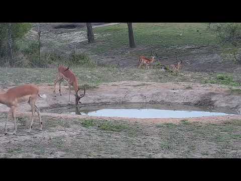 Djuma: Impalas, Oxpeckers and Egyptian Geese - 06:45 - 10/30/21