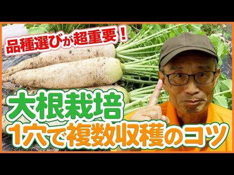 家庭菜園:狭い面積でたくさん収穫 トピックス