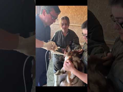 Inseminación artificial en rebaños caprinos (Catemu, Región de Valparaíso - Chile)