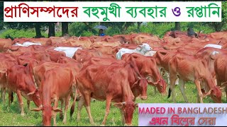 প্রাণিসম্পদের বহুমুখী ব্যবহার ও রপ্তানি