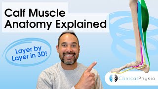 Calf Muscles Anatomy | Layer-by-Layer Explained for Physiotherapists