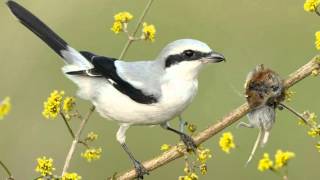 Tiny vicious killer of the bird world - Shrike impales its victims on a spike