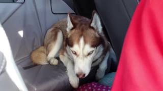 Spending the Day with Nala :)