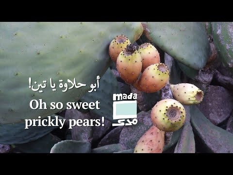 Oh so sweet prickly pears! ! أبو حلاوة يا تين
