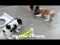 Cavalier King Charles Spaniel dogs for sale: Liam - Video 1