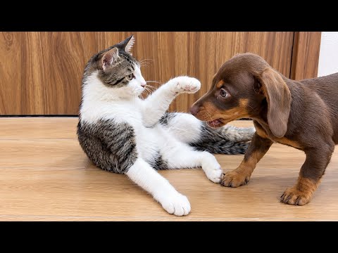 YouTube 썸네일
