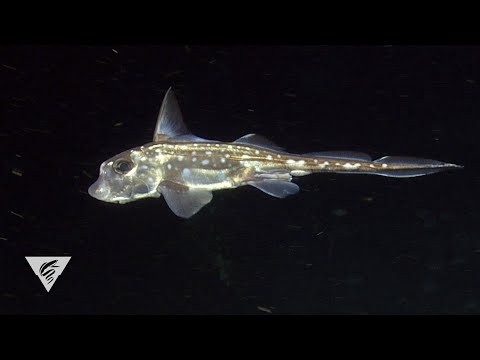 MBARI 2020 deep-sea sightings with Spotted ratfish cameo