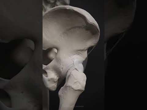 The motion of the hip joint