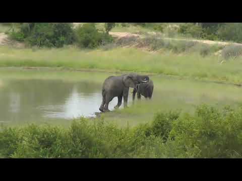 Djuma: Two Elephants-one has missing left tusk  -14:47 - 02/02/19