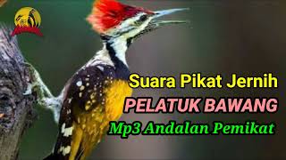 Download lagu Suara Pikat PELATUK BAWANG Andalan Pemikat. Dijamin Anti Zonkk!! mp3