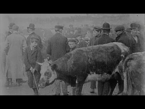 Cattle Market in Derry (1902) | Britain on Film