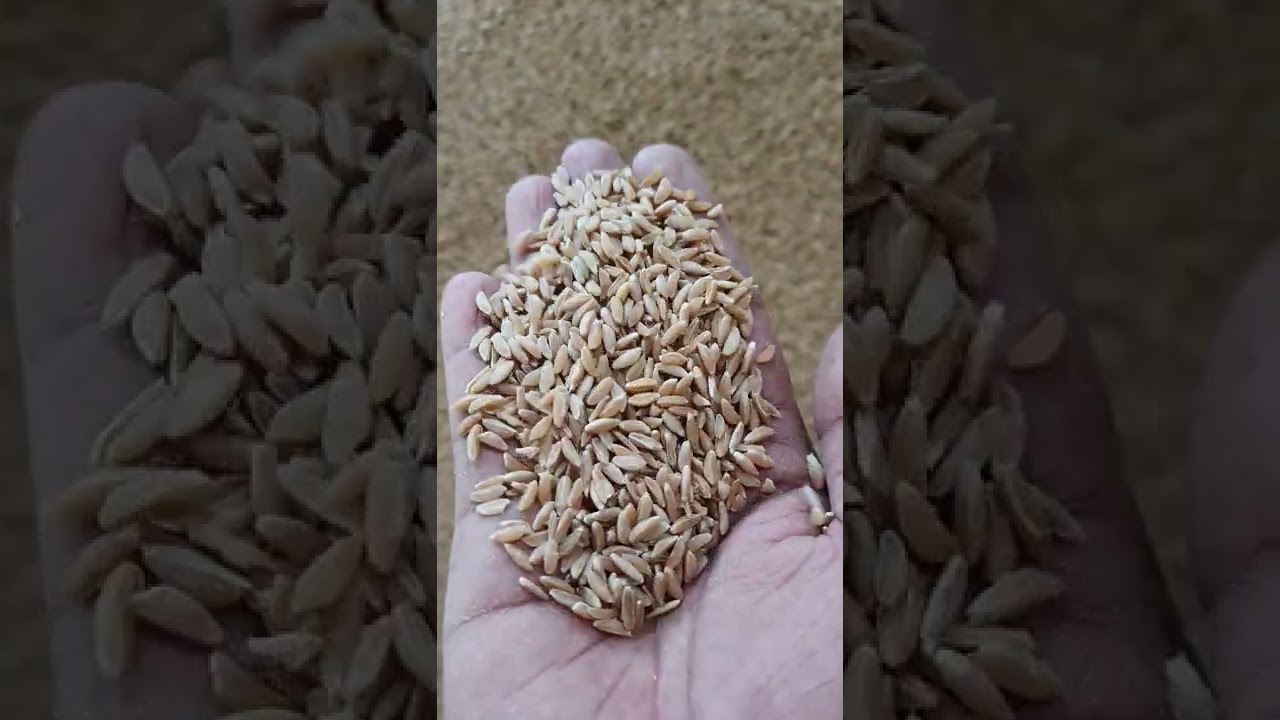 #khapli wheat #javegodhi #sambawheat #emmerwheat