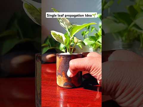 'N'Joy Pothos (Money Plant)Propagation Idea#shorts#youtube shorts#viral video#trending#song