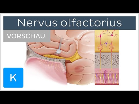 Nervus olfactorius (Vorschau) - Anatomie, Verlauf und Funktion | Kenhub