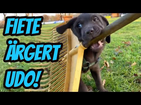 BEST OF FIETE clips in one video! 😂 | Udo & Wilke