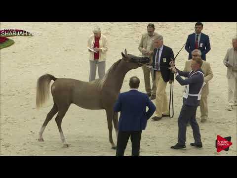 N 201 AL ARYAM SHKLAAN   Sharjah International 2019