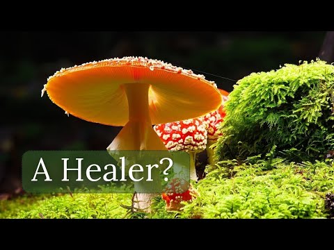 AMANITA Tea - 3 MASSIVE Benefits (Fly Agaric)