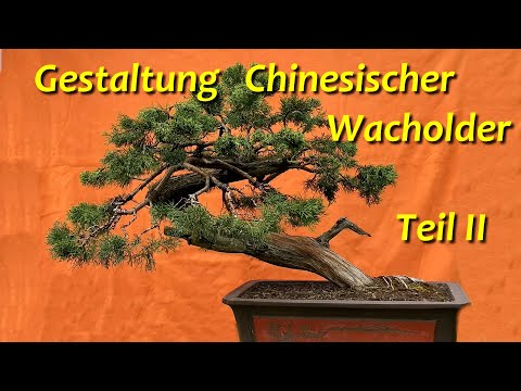 Bonsai-Gestaltung Chinesischer Wacholder - Teil II