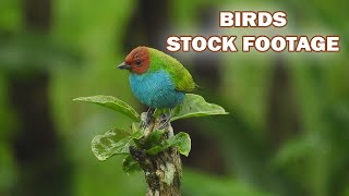 Beautiful Birds Stock Footage Royalty-Free No Copy