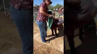 Download lagu She was being little miss naughty pants lol 😂 mp3