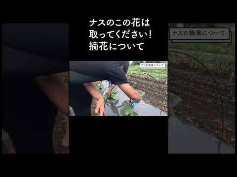  2月に室内に何を蒔く？欠かせない5つの作物  庭園