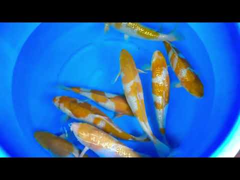 jKS-177 Takatatsu Ochiba mix hq