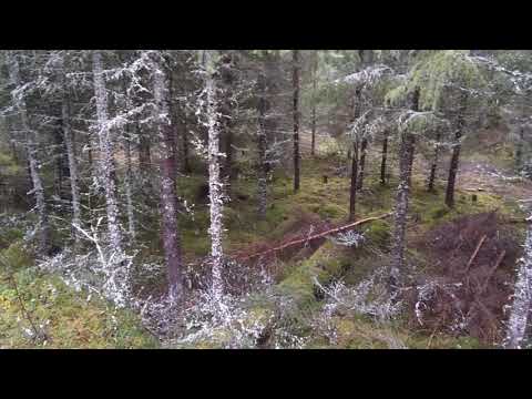 Stamkvistning. Pystykarsinta.