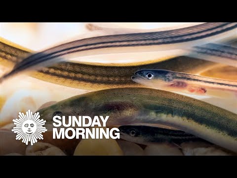 The shocking truth about eels