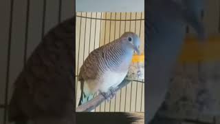 Download lagu Suara MASTERAN perkutut - suara kecil pedas4320 mp3