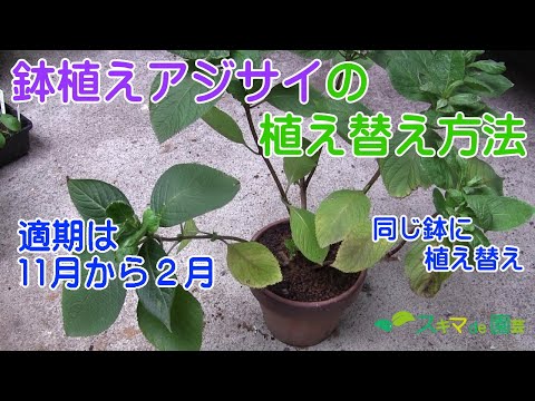 壁の前の地面に植える前の鉢植えのアジサイ
