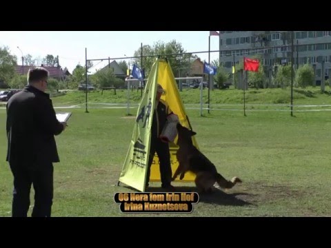 2016 Nera fom Irin Hof is getting ready for WUSV-2016 Universalsieger in Paderborn part 4