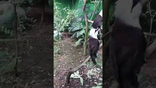 Download lagu sepasang poksay jambul sumatra(1) mp3 Download lagu sepasang poksay jambul sumatra(1) mp3