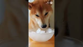 柴犬ASMR