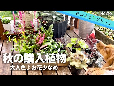 , title : '【購入植物】秋の購入植物🍁お花少なめ大人色♪ NO.39／2022.10月15日'