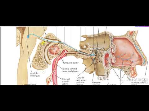 Glossopharyngeal intro 1