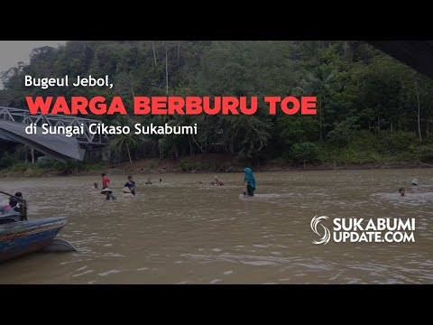 Video: Bugeul Jebol, Warga Berburu Toe di Sungai Cikaso Sukabumi