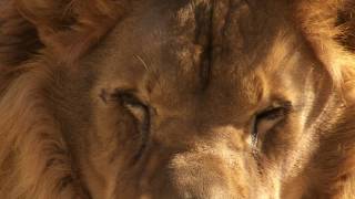 Así es el Centro de Rescate de animales exóticos AAP Primadomus