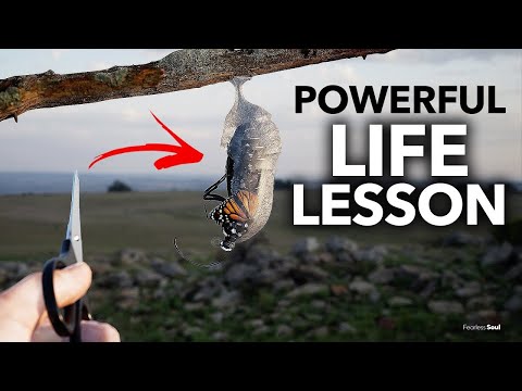 Unforgettable Story of The Butterfly and The Cocoon - Best Motivational Speech   DC TheGuide