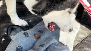 #oskar #slurping his water #thirsty #puppy #husky #nofilter #doglover #dogshorts #itsahuskything