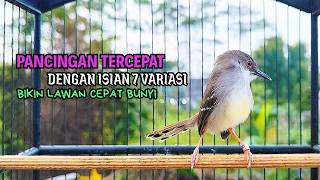 Download lagu CIBLEK SEMI GACOR AMPUH UNTUK PANCINGAN CIBLEK BAHAN DAN MASTERAN CIBLEK MACET SEKETIKA NYAUT mp3